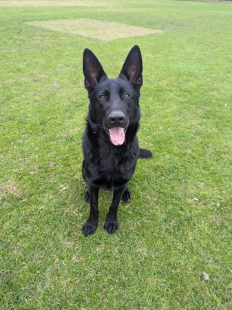 German Shepherd Dog for sale by VONSISMOHAUS