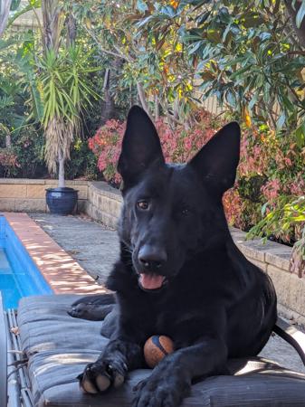 German Shepherd Dog for sale by VONSISMOHAUS