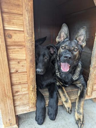 German Shepherd Dog for sale by VONSISMOHAUS