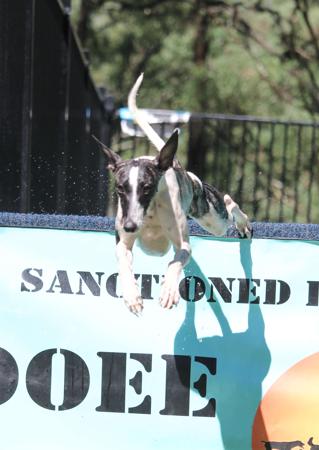 Whippet for sale by OPALYGHT