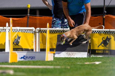 Whippet for sale by OPALYGHT