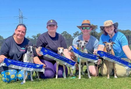 Whippet for sale by OPALYGHTKENNELS