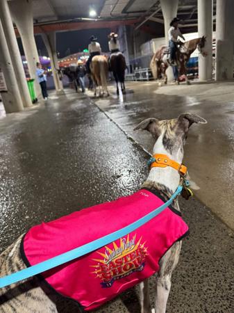 Whippet for sale by OPALYGHT