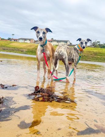 Whippet for sale by OPALYGHT