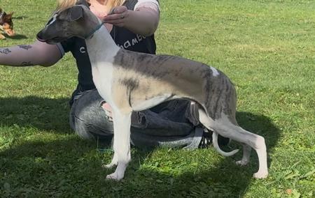 Whippet puppy for sale by OPALYGHT