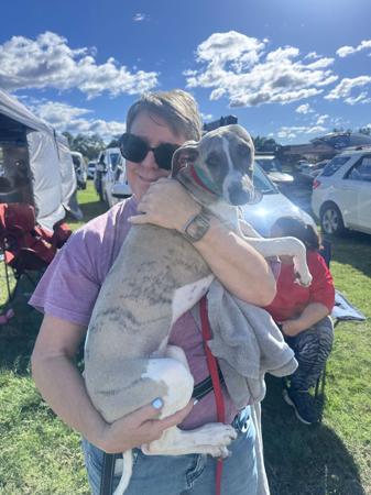 Whippet puppy for sale by OPALYGHTKENNELS
