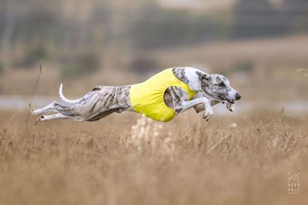 Whippet for sale by OPALYGHT