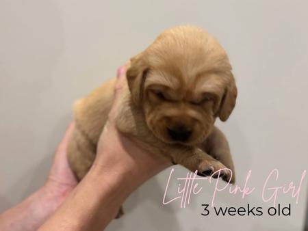 Labrador Retriever for sale by MILLICENTLAB