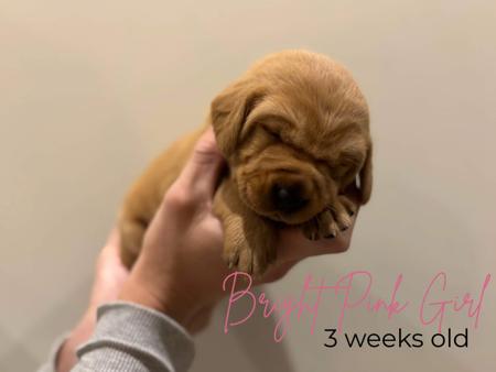 Labrador Retriever for sale by MILLICENTLAB