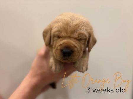 Labrador Retriever for sale by MILLICENTLAB