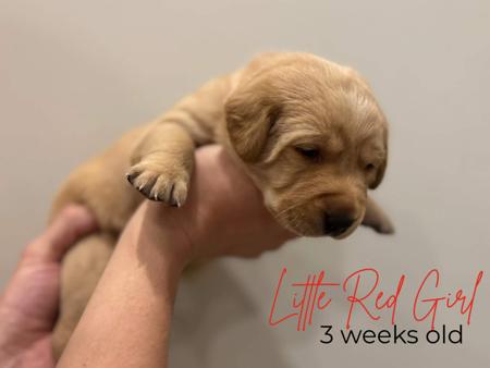 Labrador Retriever for sale by MILLICENTLAB