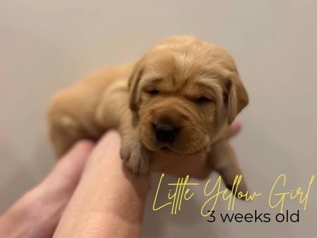 Labrador Retriever for sale by MILLICENTLAB