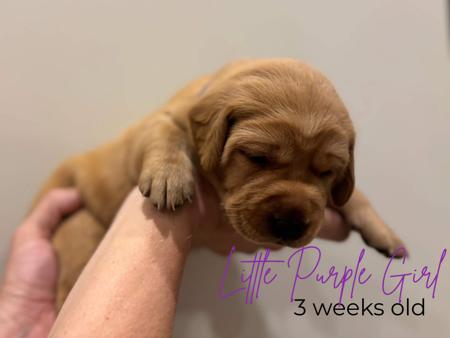 Labrador Retriever for sale by MILLICENTLAB