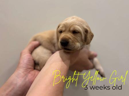 Labrador Retriever for sale by MILLICENTLAB