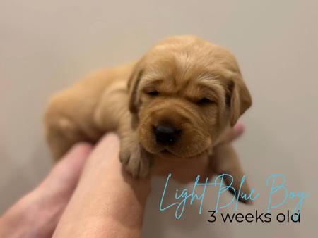 Labrador Retriever for sale by MILLICENTLAB