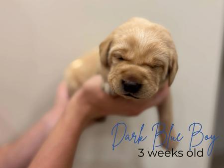 Labrador Retriever for sale by MILLICENTLAB