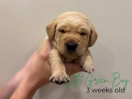 Labrador Retriever for sale by MILLICENTLAB