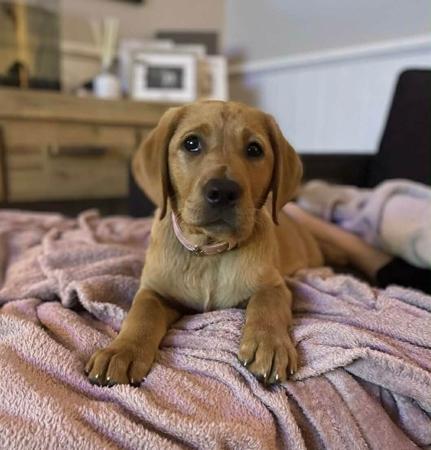 Labrador Retriever for sale by MILLICENTLABS