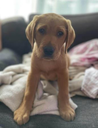 Labrador Retriever for sale by MILLICENTLAB