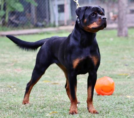 Rottweiler for sale by VONHERZ