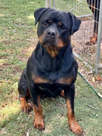 Rottweiler for sale by VONHERZEN