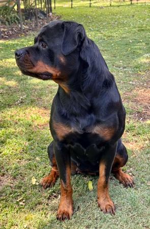 Rottweiler for sale by VONHERZEN