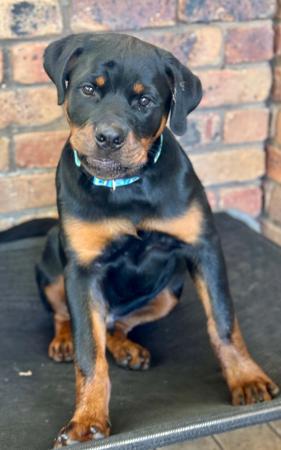 Rottweiler for sale by VONHERZEN
