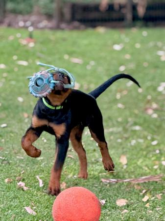 Rottweiler for sale by VONHERZEN