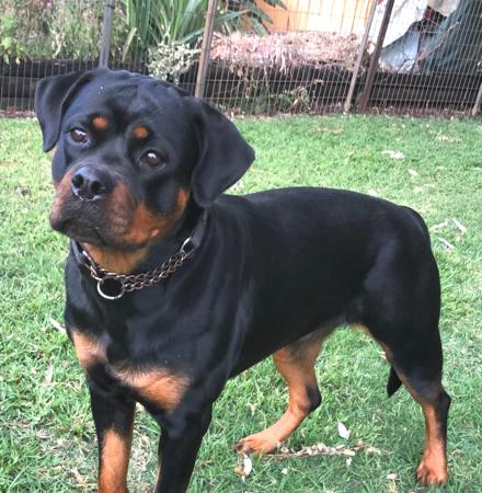 Rottweiler for sale by VONHERZEN