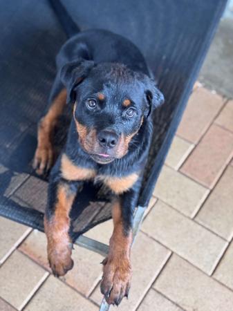 Rottweiler for sale by VONHERZEN