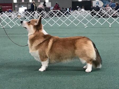 Welsh Corgi (Pembroke) for sale by TYNYCOED