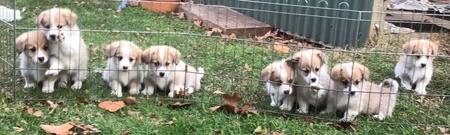 Welsh Corgi (Pembroke) for sale by TYNYCOED