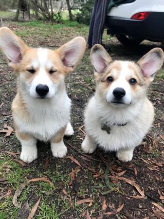 Welsh Corgi (Pembroke) for sale by TYNYCOED