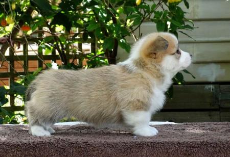 Welsh Corgi (Pembroke) for sale by TYNYCOED