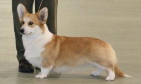 Welsh Corgi (Pembroke) for sale by TYNYCOED