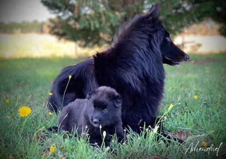 Belgian Shepherd Dog (Groenendael) for sale by ASHENDAEL