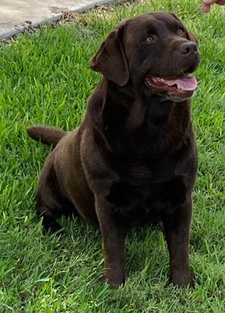 Labrador Retriever for sale by PASKARLA