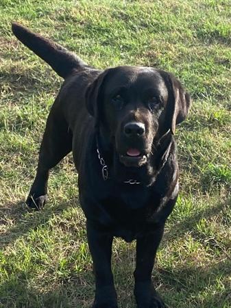 Labrador Retriever for sale by PASKARLA