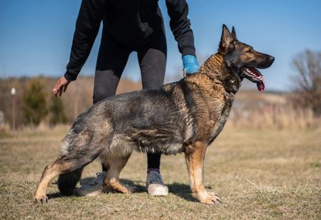 German Shepherd Dog for sale by BALDHILL