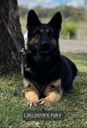 German Shepherd Dog for sale by PASKARLA