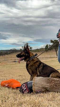 German Shepherd Dog for sale by PASKARLA