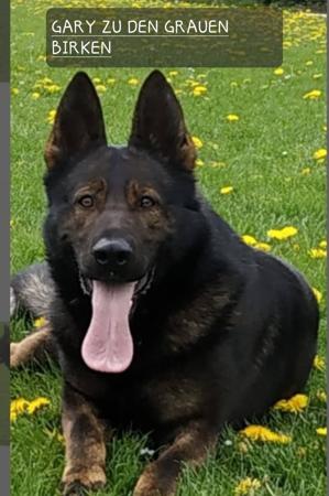 German Shepherd Dog for sale by PASKARLA