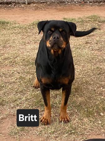 Rottweiler for sale by PASKARLA