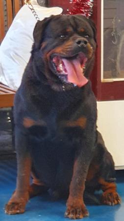 Rottweiler for sale by PASKARLA