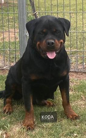 Rottweiler for sale by PASKARLA