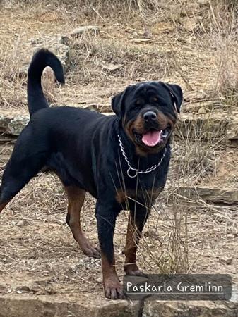 Rottweiler for sale by PASKARLA