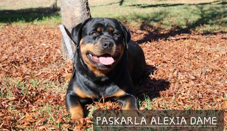 Rottweiler for sale by PASKARLA