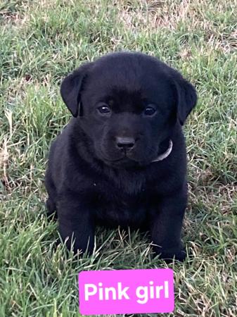 Labrador Retriever for sale by PASKARLA