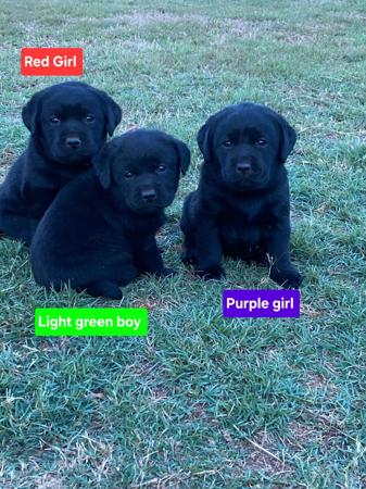 Labrador Retriever for sale by PASKARLA
