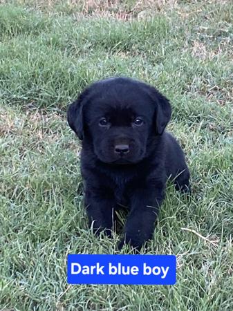 Labrador Retriever for sale by PASKARLA